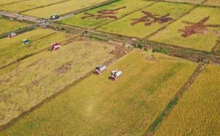 (miniature) Photo aérienne d'agriculteurs utilisant des machines pour récolter le riz dans le bourg de Zongqiao de la ville de Hengyang