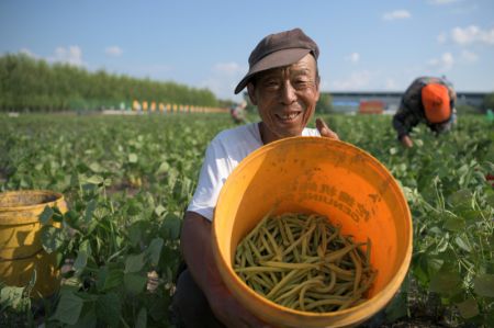 (miniature) Ding Shaoxing pr&eacute;sente des haricots verts dans une base de d&eacute;monstration de plantation de haricots verts