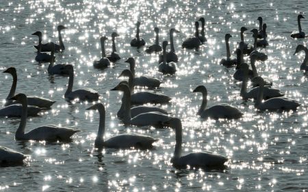 (miniature) Des cygnes dans la zone humide de Caofeidian