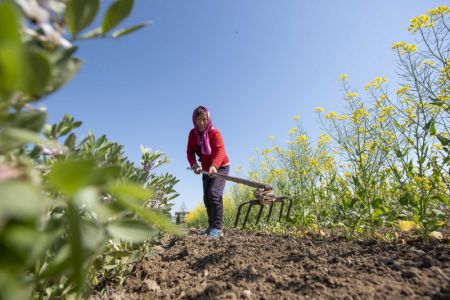 (miniature) Une agricultrice travaille dans le champ d'un village de la ville de Nantong