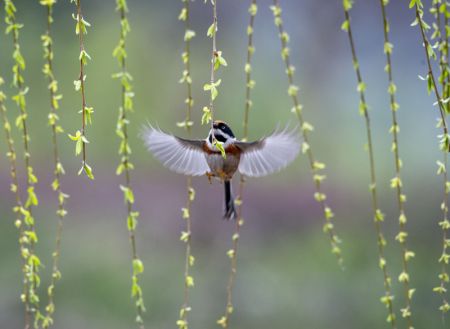 (miniature) Un oiseau dans le jardin de Guanshe &agrave; Wuxi