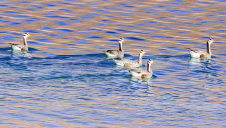 (miniature) Des oiseaux dans la section de Quxu du fleuve Yarlung Zangbo