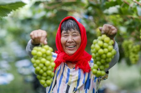 (miniature) Une agricultrice tient des raisins qu'elle vient de cueillir dans une plantation du bourg de Linhu de la ville de Xinghua