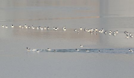 (miniature) Des oiseaux se reposent sur la rivière Yongding