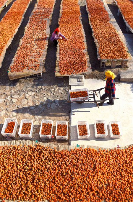 (miniature) Des villageois trient des kakis s&eacute;ch&eacute;s dans le district de Yiyuan &agrave; Zibo