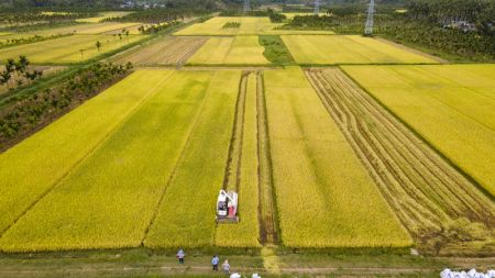 (miniature) Des agriculteurs fauchent le riz dans le village de Beishan du bourg de Boao