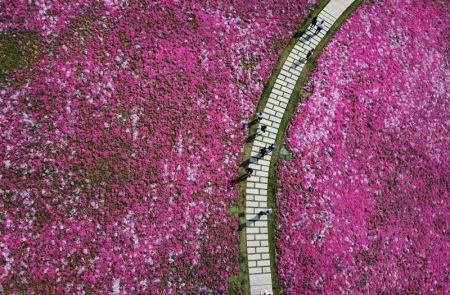 (miniature) Photo aérienne de gens admirant des fleurs à Jinan