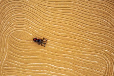 (miniature) Photo aérienne d'un agriculteur faisant sécher du blé dans l'arrondissement de Penglai