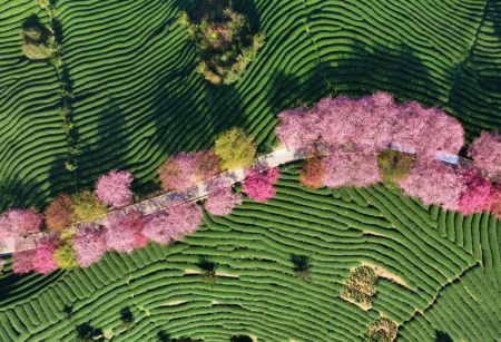 (miniature) Photo aérienne de cerisiers en fleurs dans un jardin de thé dans le bourg de Yongfu