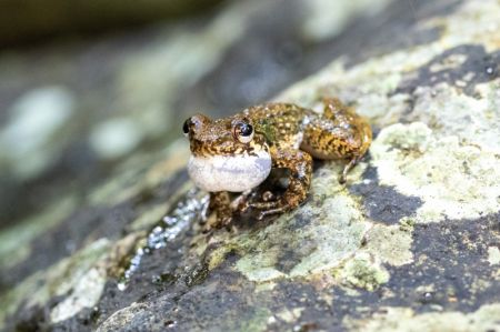 (miniature) Une grenouille dans la section Wuzhishan du parc national de la forêt tropicale humide de Hainan