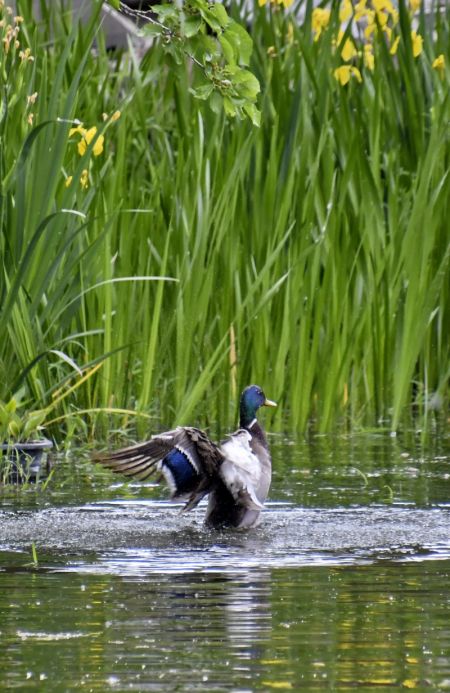 (miniature) Un canard sauvage dans le lac du parc Yuanmingyuan