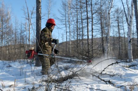 (miniature) Un ouvrier forestier coupe le bois malade et pourri dans l'arrondissement de Huzhong à Dahinggan
