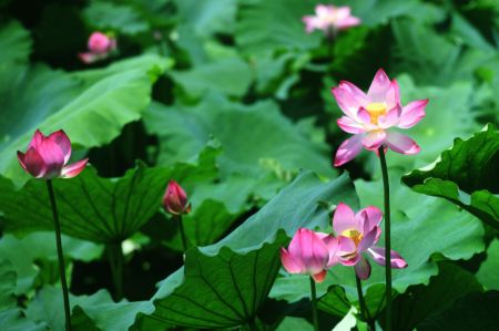 (miniature) Photo de fleurs de lotus au lac de l'Ouest à Hangzhou