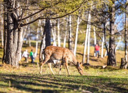 (miniature) Un cerf sika se nourrit dans un parc à cerfs à Arxan de la Ligue de Hinggan