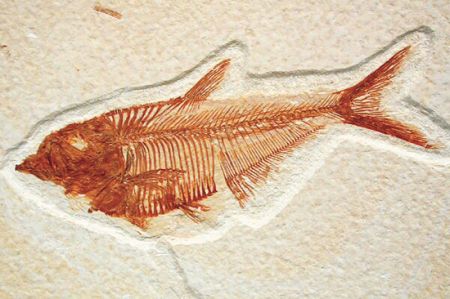 (miniature) fossile de poisson