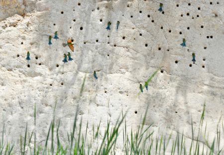 (miniature) Des guêpiers à queue d'azur sont aperçus dans la réserve naturelle de guêpiers à queue d'azur de Wuyuanwan à Xiamen