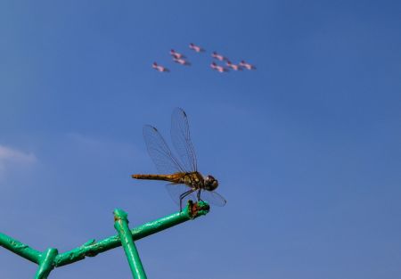 (miniature) Une libellule devant des avions au salon Airshow China