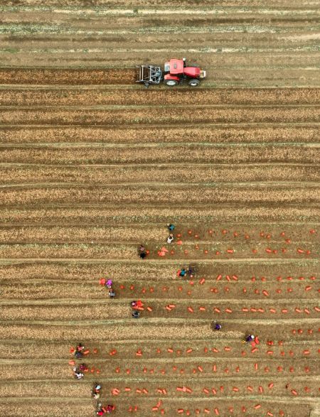 (miniature) Des agriculteurs récoltent de la rehmannia