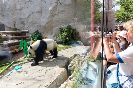 (miniature) Le panda g&eacute;ant Ru Yi est admir&eacute; par des visiteurs au zoo de Moscou