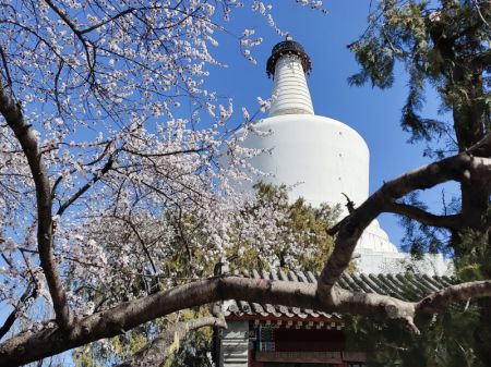 (miniature) Des fleurs épanouies avec la Pagode blanche en arrière-plan au parc de Beihai