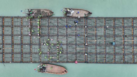 (miniature) Des pêcheurs transfèrent des ormeaux depuis un navire de transport vers une base d'élevage à Lianjiang