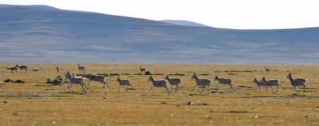 (miniature) Des antilopes tibétaines dans la Réserve naturelle nationale de Serling Tso à Nagqu