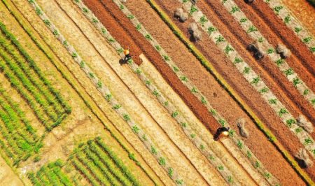 (miniature) Photo aérienne montrant des agriculteurs travaillant dans un champ du village Huanglishan de la ville de Yongzhou