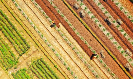 (miniature) Photo a&eacute;rienne montrant des agriculteurs travaillant dans un champ du village Huanglishan de la ville de Yongzhou