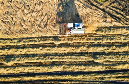 (miniature) Photo aérienne d'agriculteurs récoltant du riz