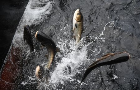 (miniature) Des poissons pêchés dans le lac Qiandao à Chun'an