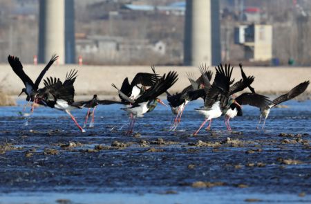 (miniature) Des cigognes noires sur la rivière Mianman