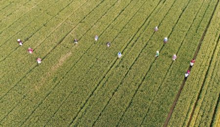 (miniature) Photo aérienne d'agriculteurs désherbant un champ de blé dans le village de Dongpangqianjie