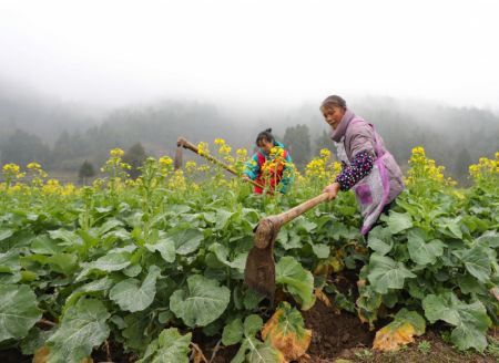 (miniature) Des agricultrices travaillent dans un champ du district de Cengong
