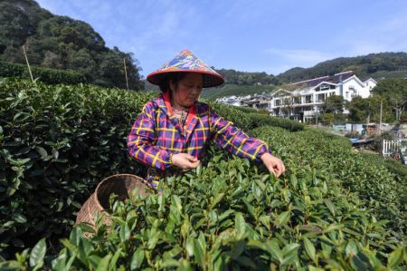(miniature) Une agricultrice récolte des feuilles de thé de Longjing dans le village de Meijiawu à Hangzhou