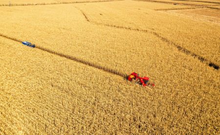 (miniature) Photo aérienne d'agriculteurs récoltant du maïs dans la bannière de Naiman