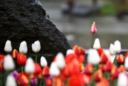 (miniature) Des tulipes au Jardin botanique de Xi?an