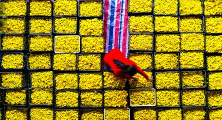 (miniature) Photo prise par un drone montrant une villageoise au milieu de bacs de chrysanth&egrave;mes dans le village de Qianjia du bourg de Sanjiaotang