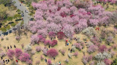 (miniature) Cette photo aérienne prise le 20 février 2021 montre des gens qui profitent du paysage printanier de Yangzhou