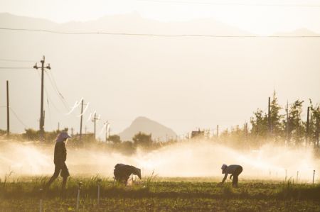 (miniature) Des agriculteurs dans une base de l&eacute;gumes du bourg de Qingtang