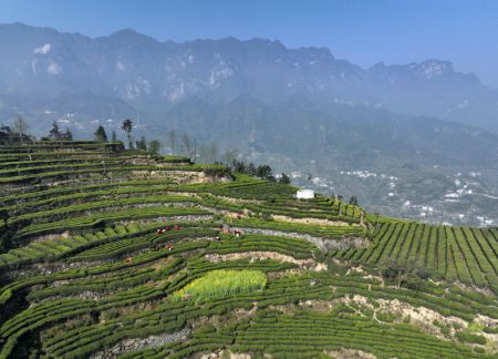 (miniature) Photo a&eacute;rienne d'agriculteurs cueillant des feuilles de th&eacute; dans une plantation de th&eacute; de Maoping
