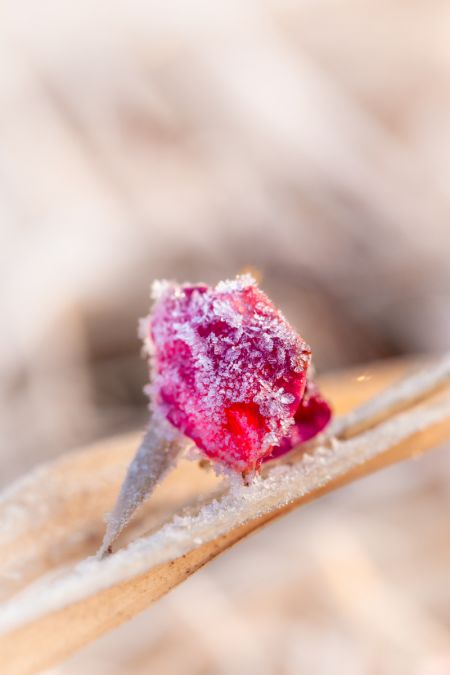 (miniature) Une fleur tombée recouverte de givre dans le district de Gaoqing