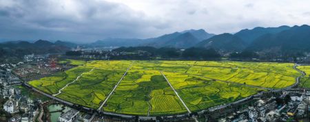 (miniature) Photo panoramique aérienne prise le 12 mars montrant des champs de fleurs de colza dans le bourg de Panjiang du district de Guiding