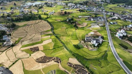 (miniature) Photo aérienne de rizières dans le bourg de Wangcao du district de Suiyang