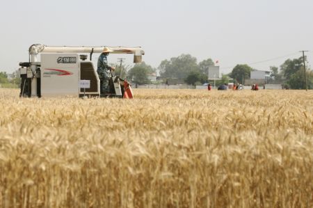 (miniature) Une moissonneuse récolte du blé dans un champ de la ville de Guanghan