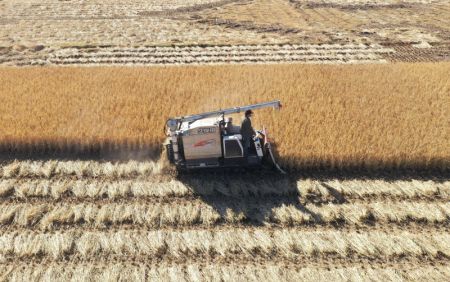 (miniature) Photo aérienne d'un agriculteur conduisant une moissonneuse dans un champ de riz à Luanzhou