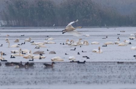 (miniature) Des cygnes et d'autres oiseaux au lac Huangpi