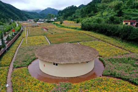 (miniature) Des zinnias dans le village de Dahong du district de Luanchuan