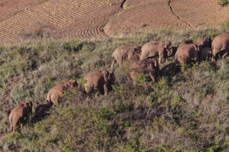 (miniature) Photo aérienne d'un troupeau d'éléphants d'Asie dans le bourg de Dalongtan du district d'Eshan de la ville de Yuxi