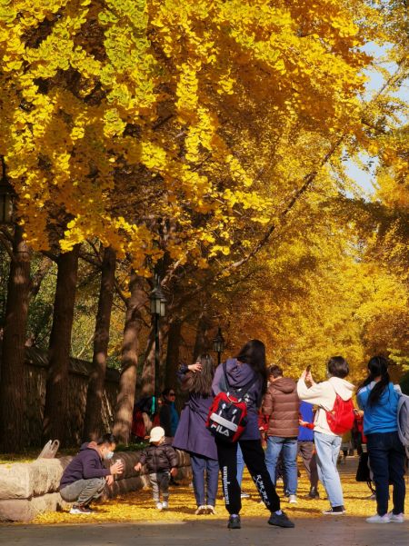 (miniature) Des touristes prennent des photos sous des ginkgos