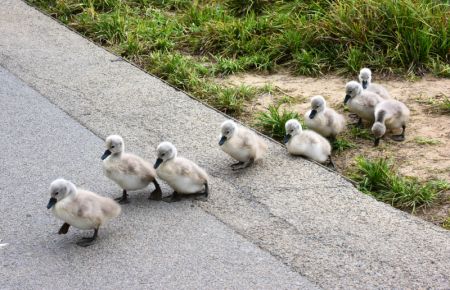 (miniature) Des bébés cygnes muets dans un parc